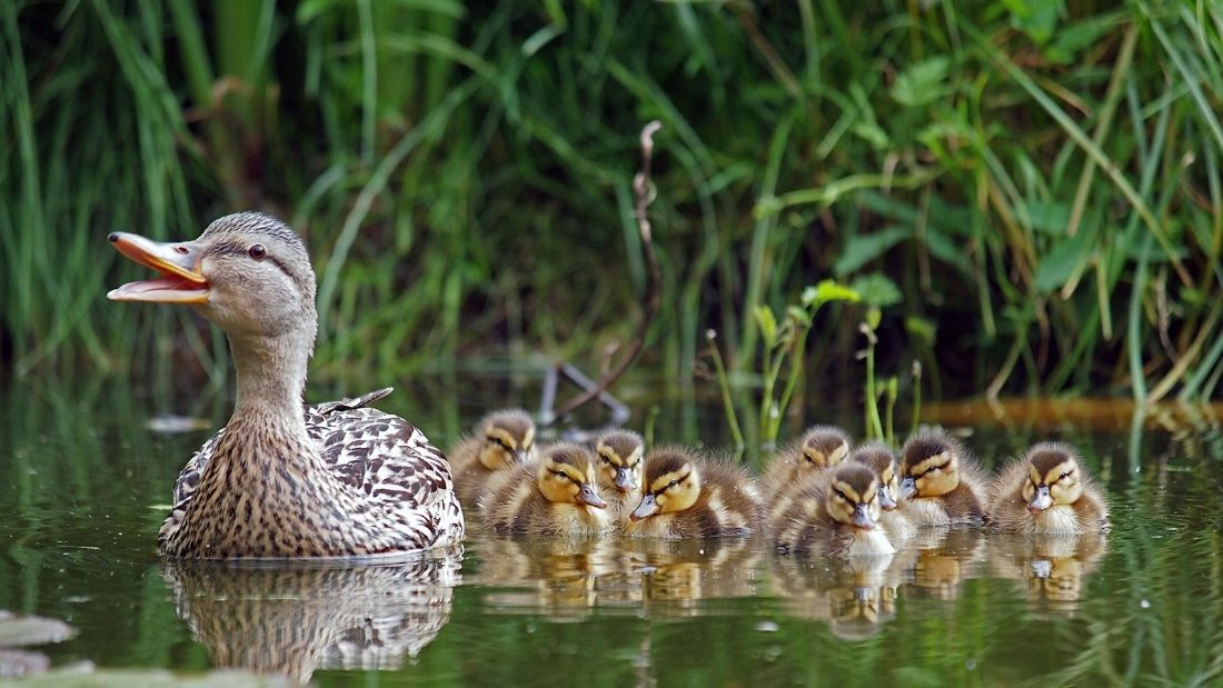 SWAN: The swan is a large aquatic bird closely related to geese and ducks.  The swan is known for its fierce temperament and incredibly strong wings