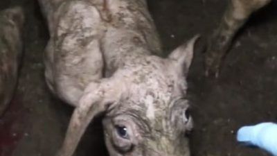sick pig at flat house farm