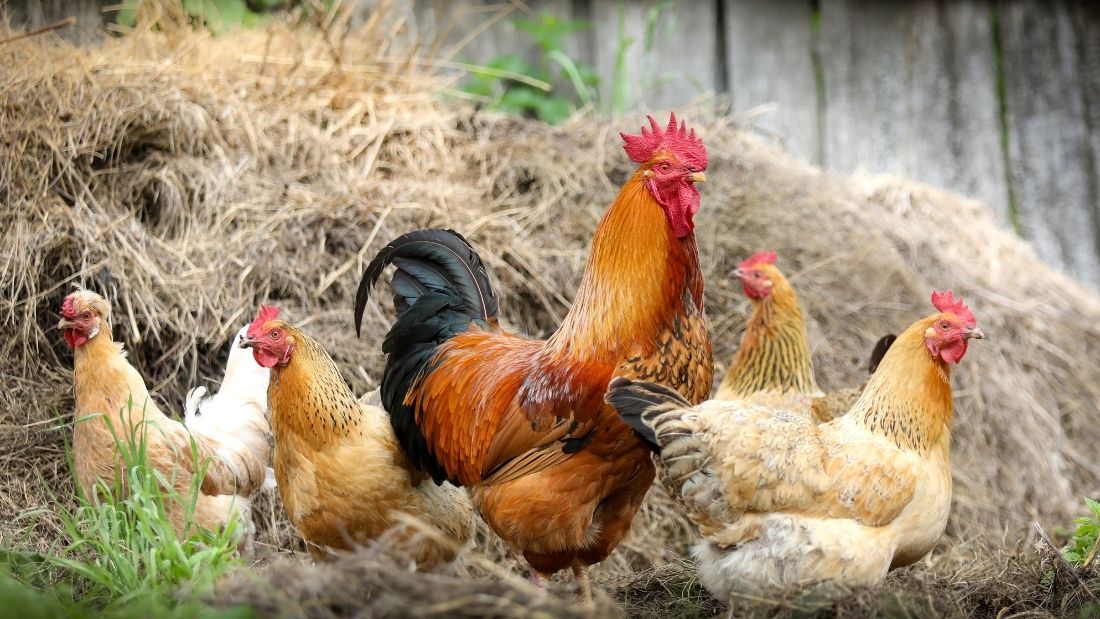 A group of hens and a cockerel