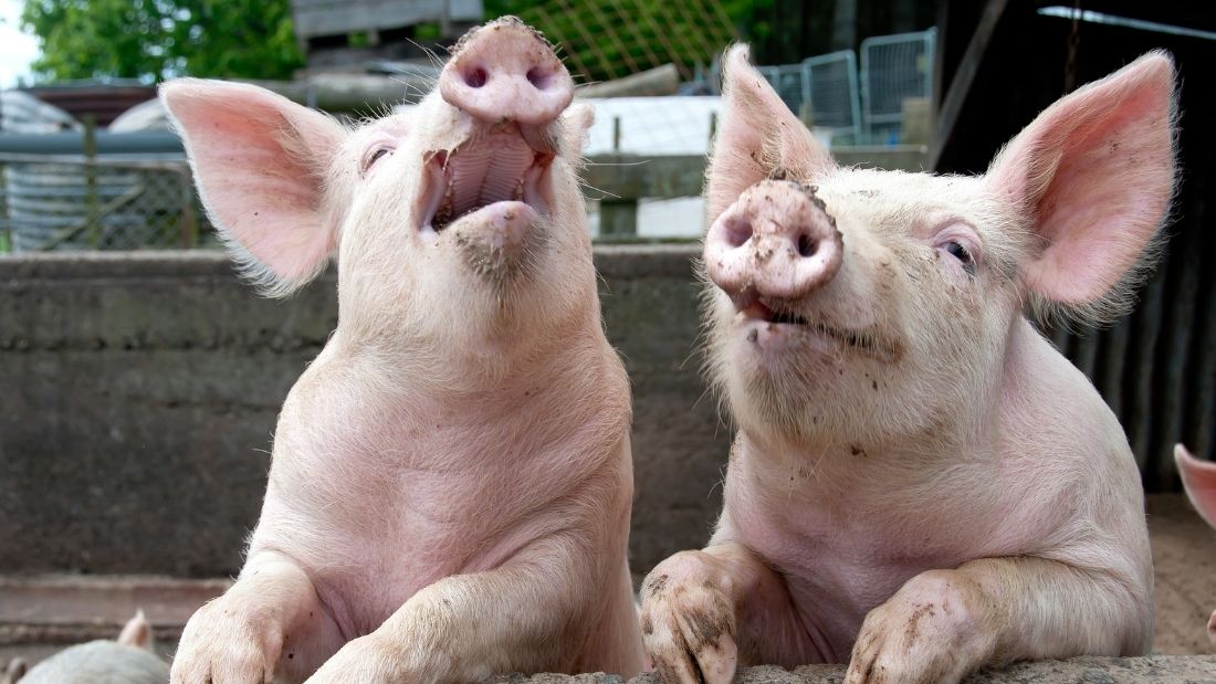 Two happy pigs with legs up on a fence