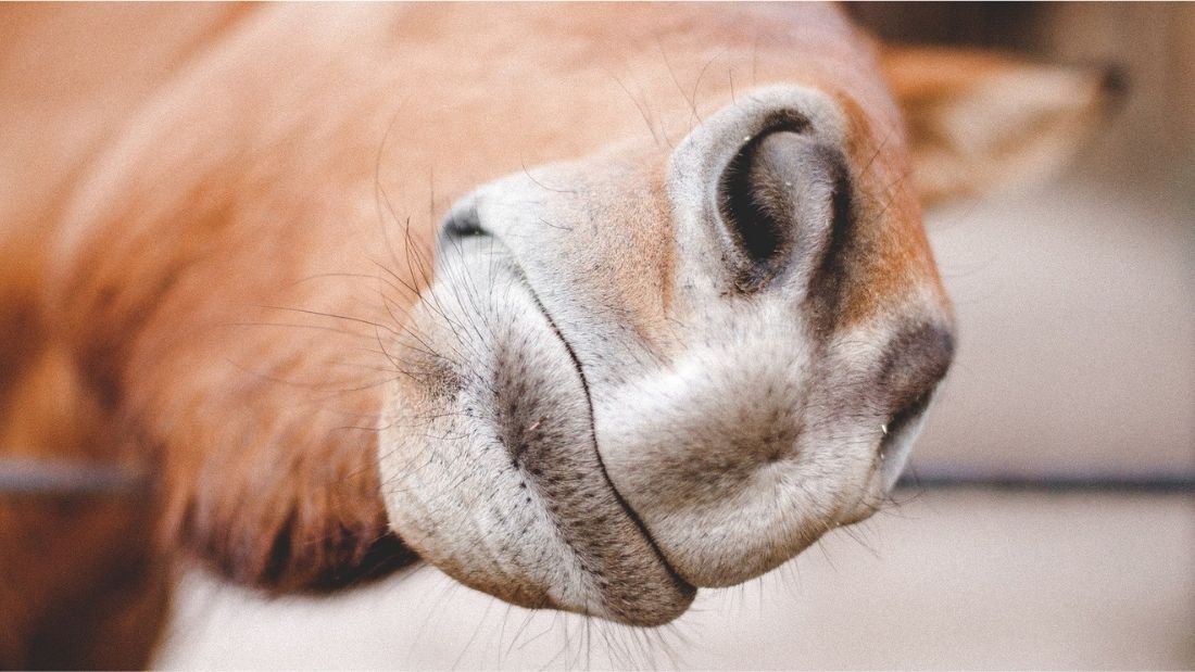 A horse's nose sticking through the fence