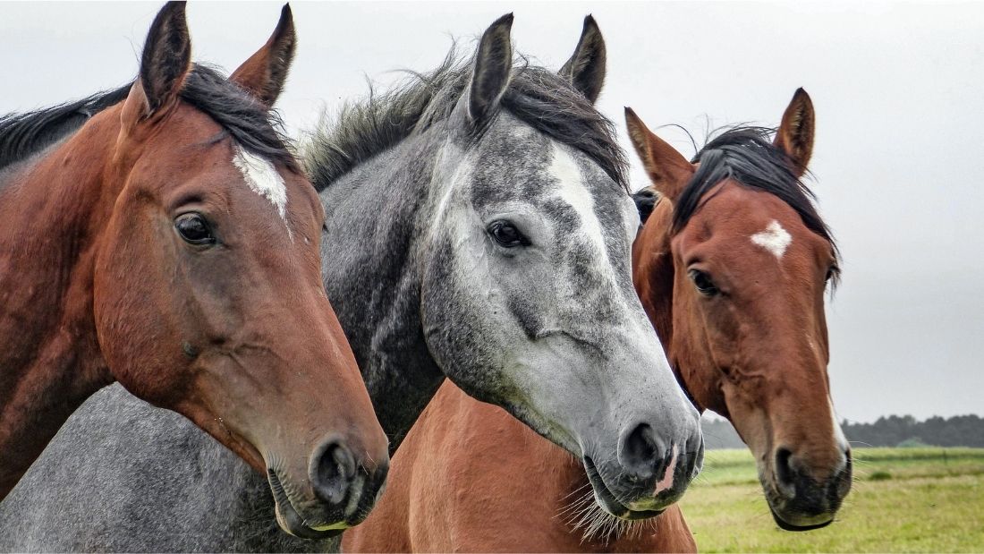 Three horses in a row