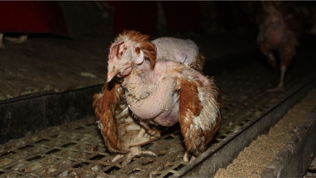 An injured hen with feather loss struggles to walk