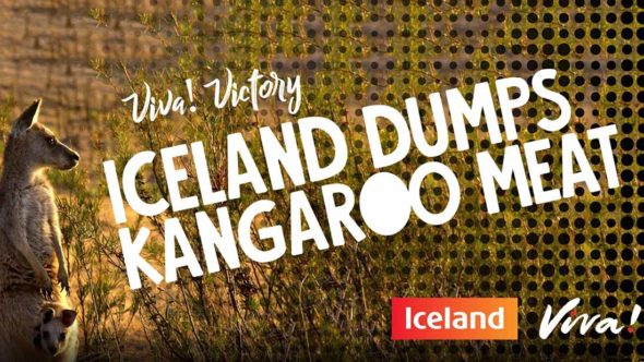 Kangaroo Victory