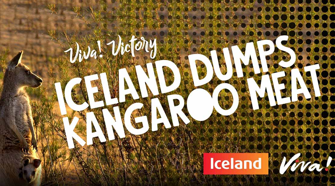 Kangaroo Victory