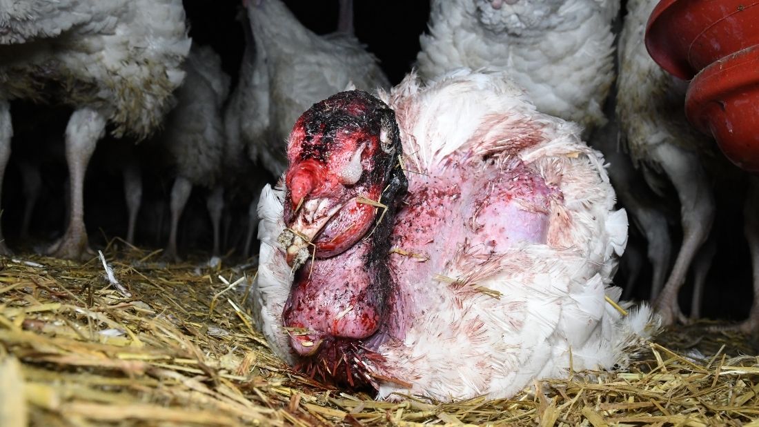 Bloody turkey at Gravel Farm