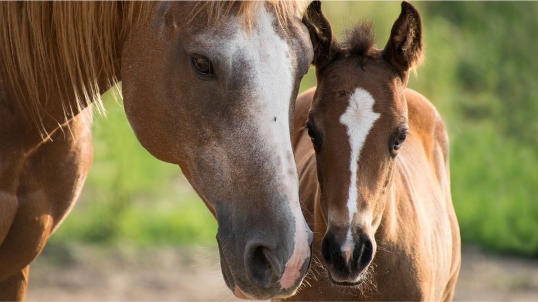 A mare and her foal