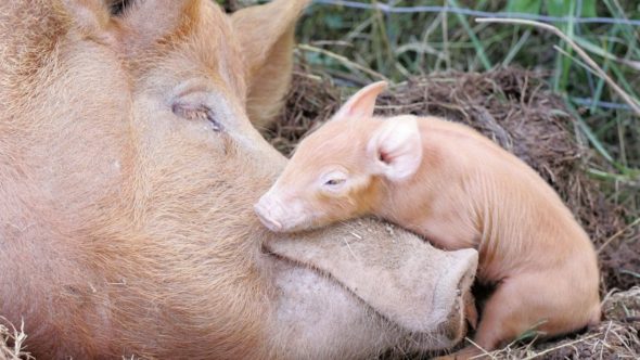 Mother sow with piglet sleeping on her nose
