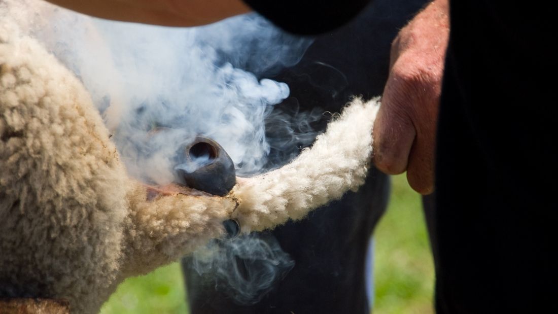 Tail docking sheep