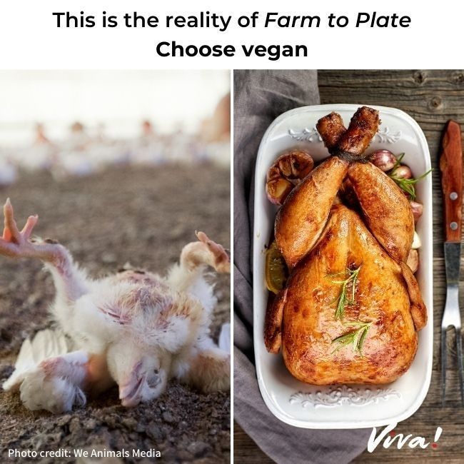 The reality of farm to fresh - image showing dead chicken next to roast chicken on dinner table