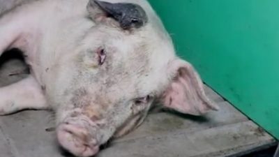 pig dying at whiteshoot farm