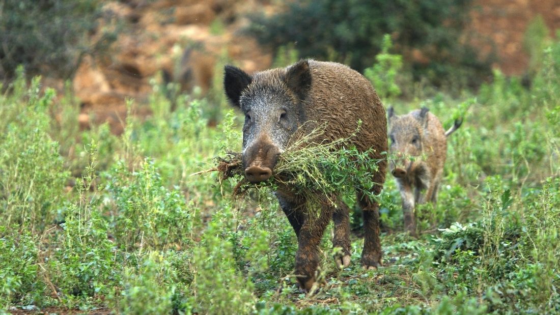 Wild boar carrying grass