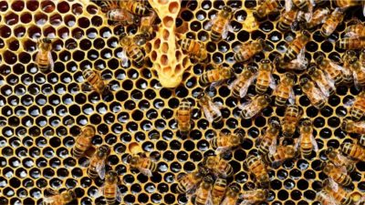 https://cdn.viva.org.uk/wp-content/uploads/2020/10/bee-hive-JPG-400x225.jpg