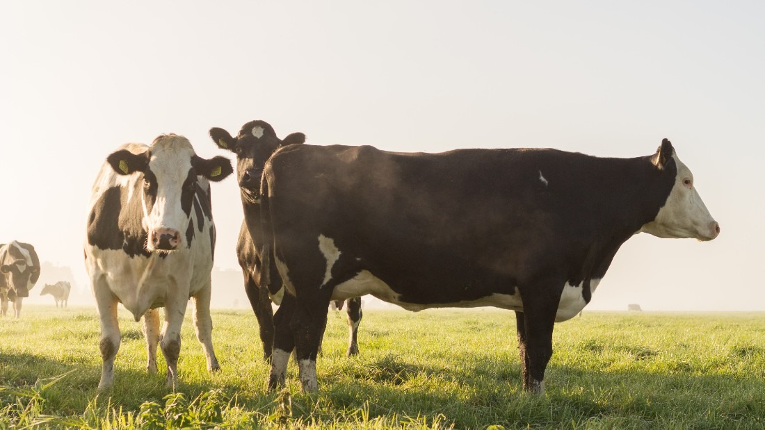 cows standing in field