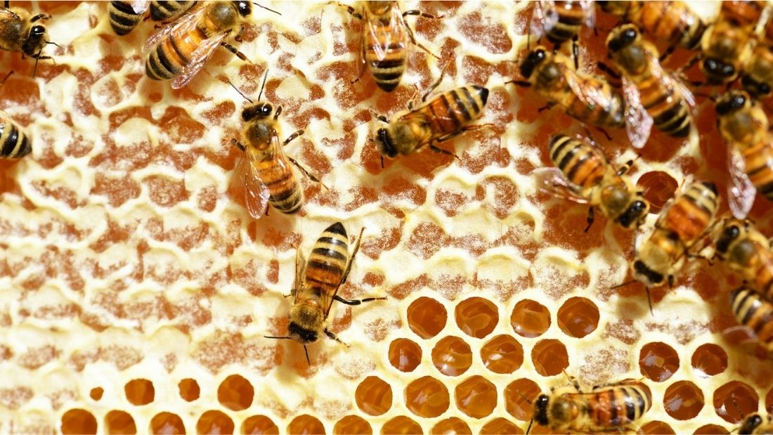 bees on honeycomb