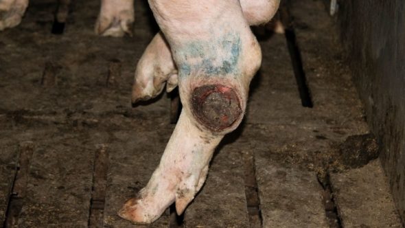 A sore on a pig's leg