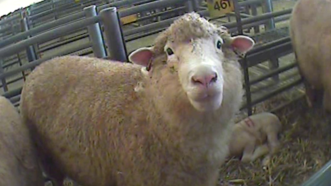 sheep at a market