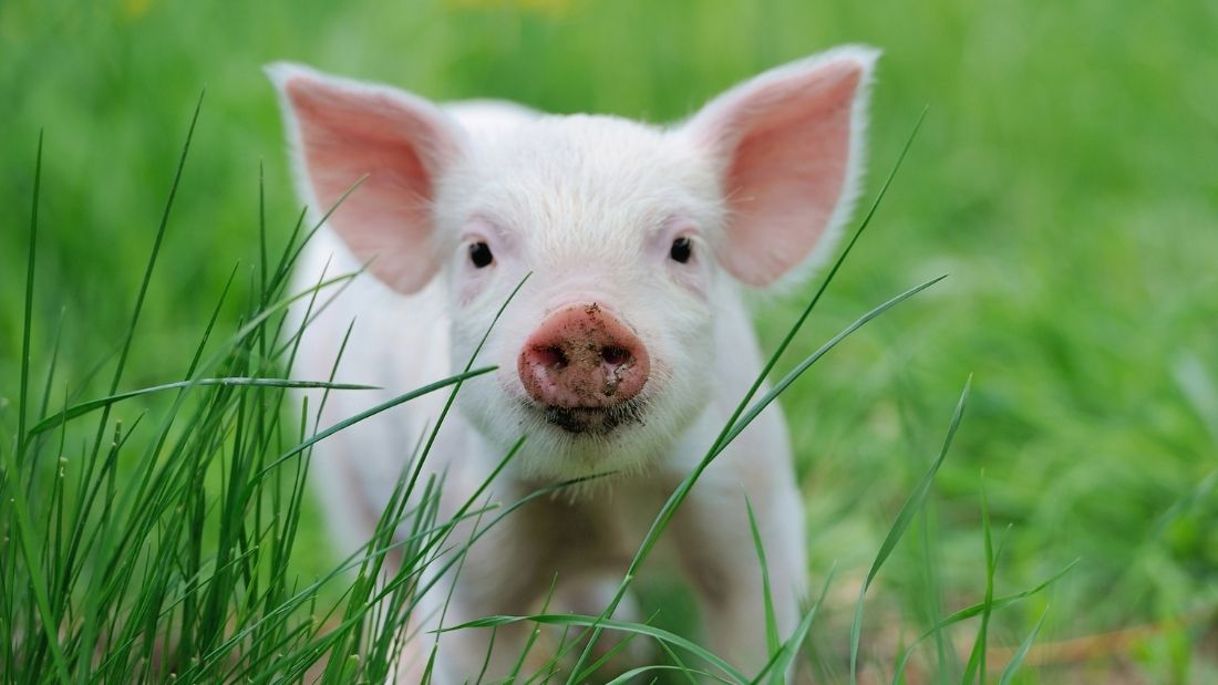 Lovely piglet