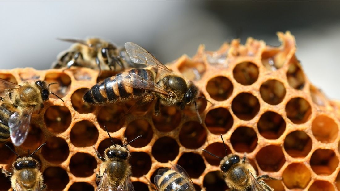 Queen bee on honeycomb