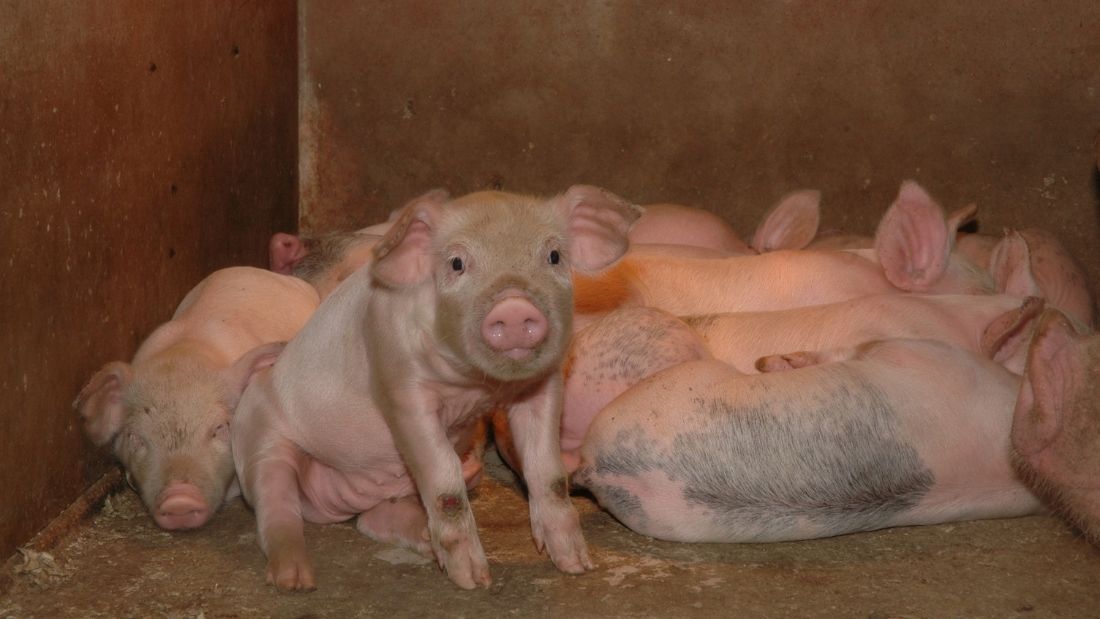 Weaner piglets in factory farm