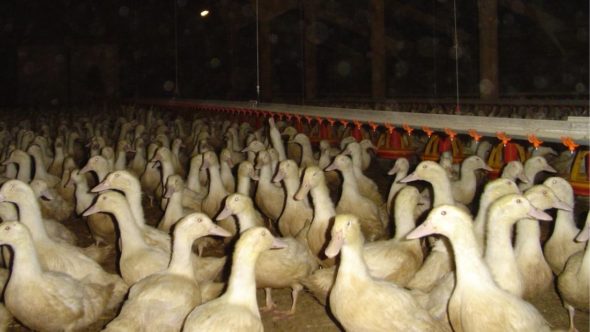 Indoor farmed ducks