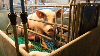 Calvesley Farm pig