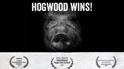 Hogwood Film Festival Awards