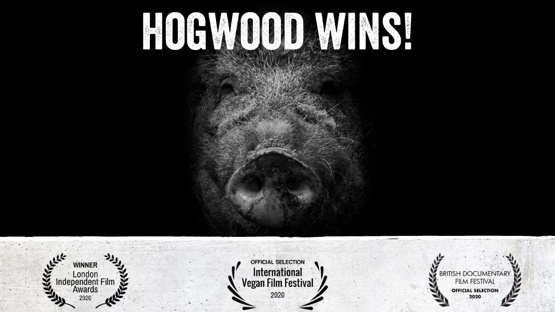 Hogwood Film Festival Awards