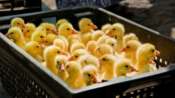 Ducklings breeding