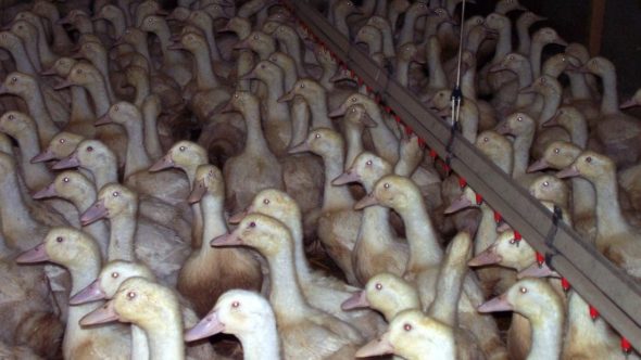 Indoor farmed ducks