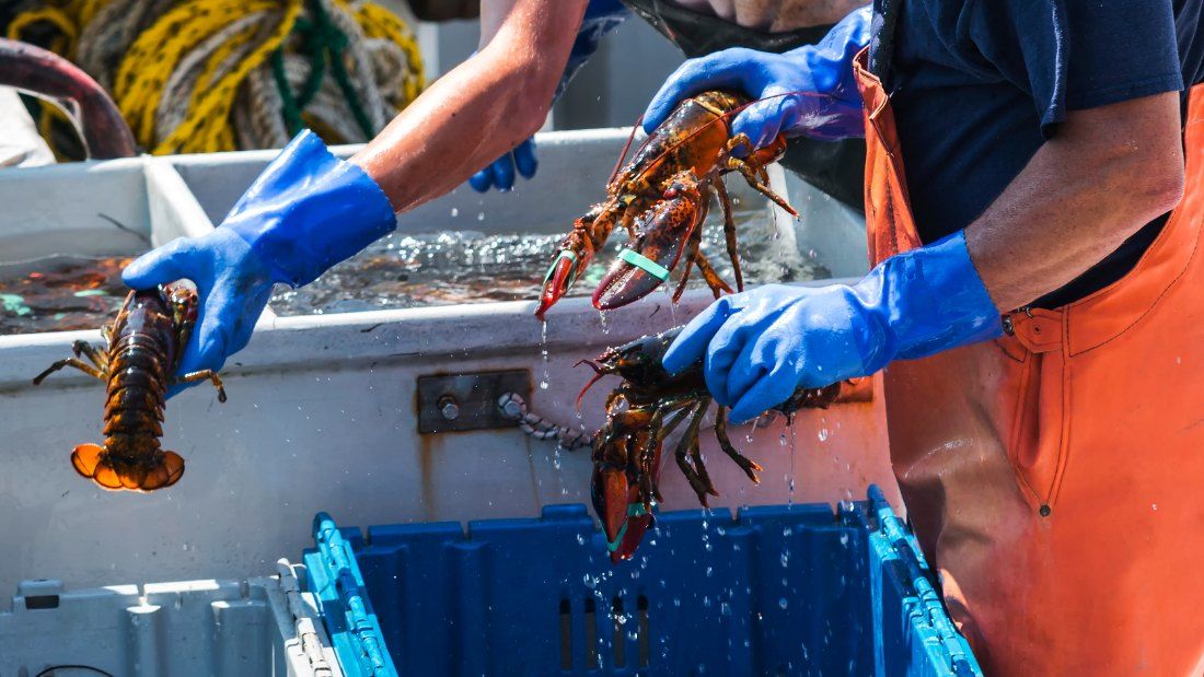 handling lobsters