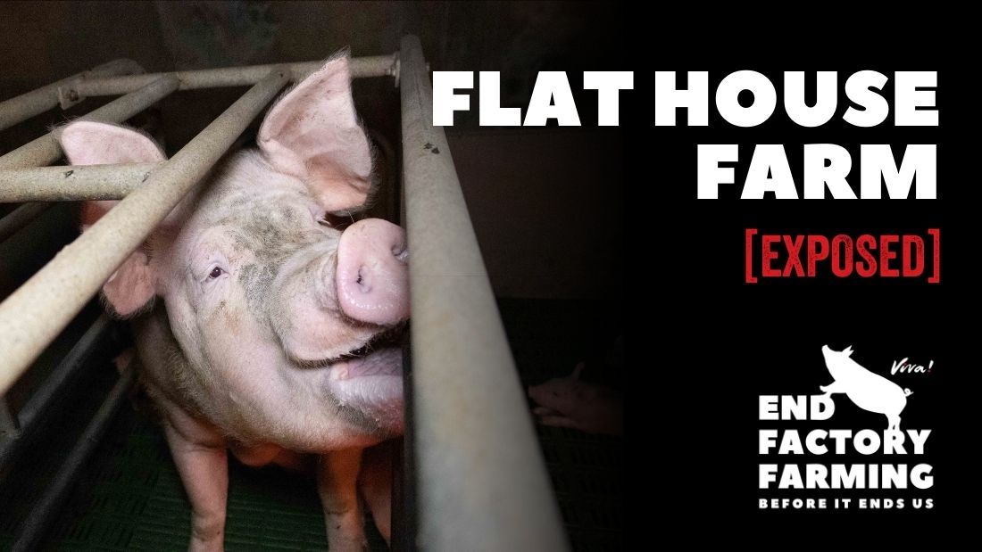flat house farm banner
