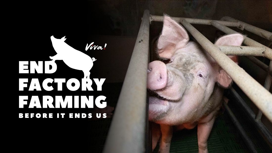 End Factory Farming – Before It Ends Us | Viva! The Vegan Charity