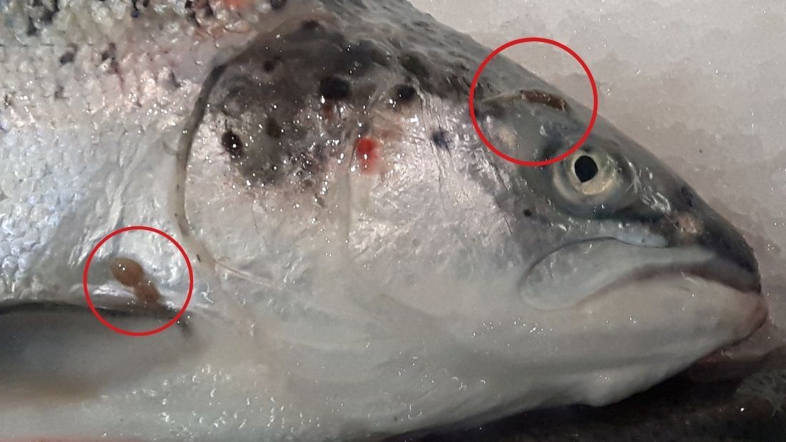 Sea lice on Scottish salmon