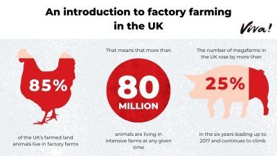Introduction to Factory Farming in the UK and Globally | Viva!