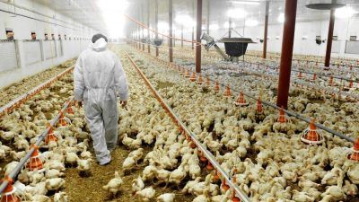 Person in disease control suit walking through bird factory farm