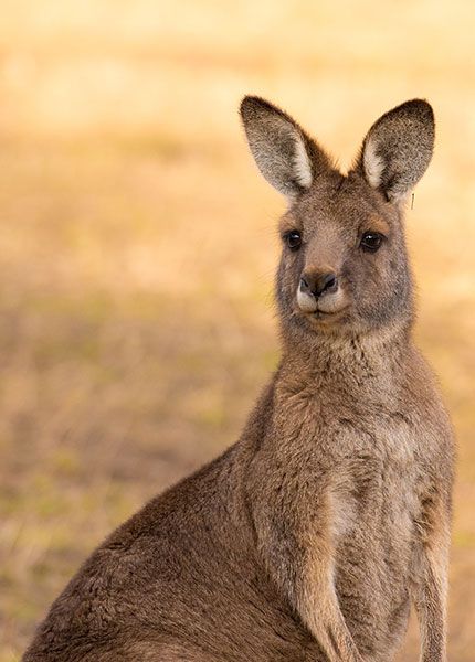 Viva Kangaroo Factsheet 2017 Viva Kangaroo Factsheet 2017