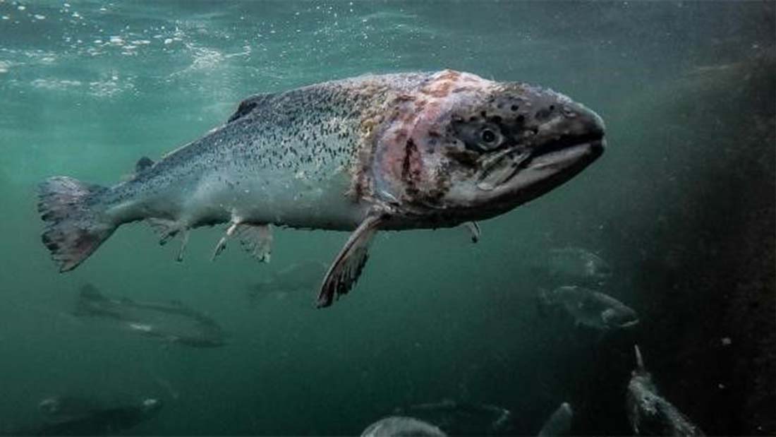 Scottish salmon