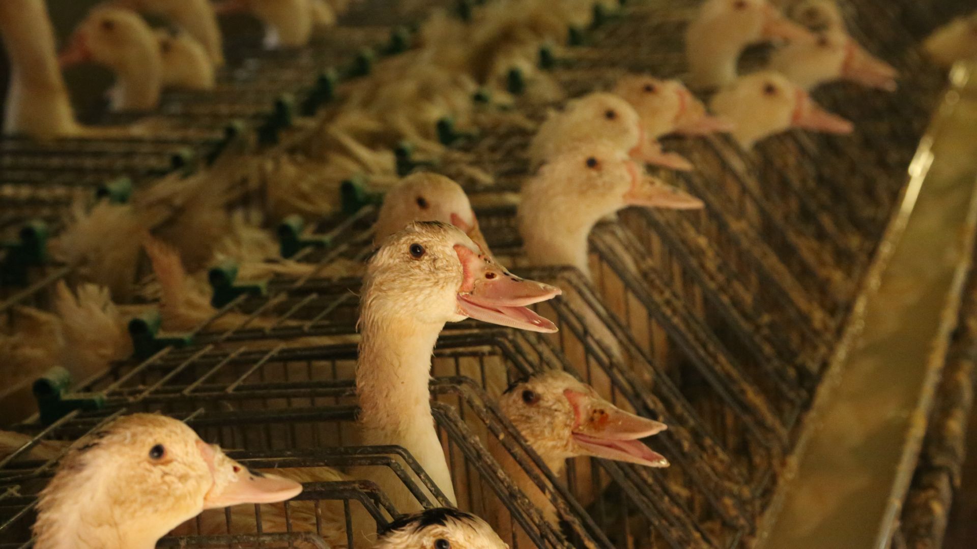 ducks in cages foie gras
