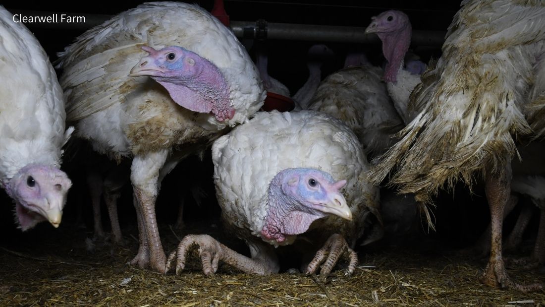 Turkey struggling with mobility at Clearwell Farm