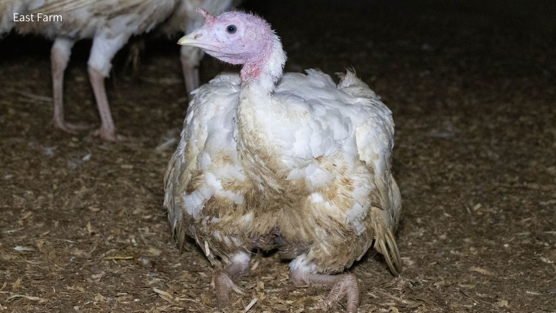 Turkey struggling with mobility at East Farm