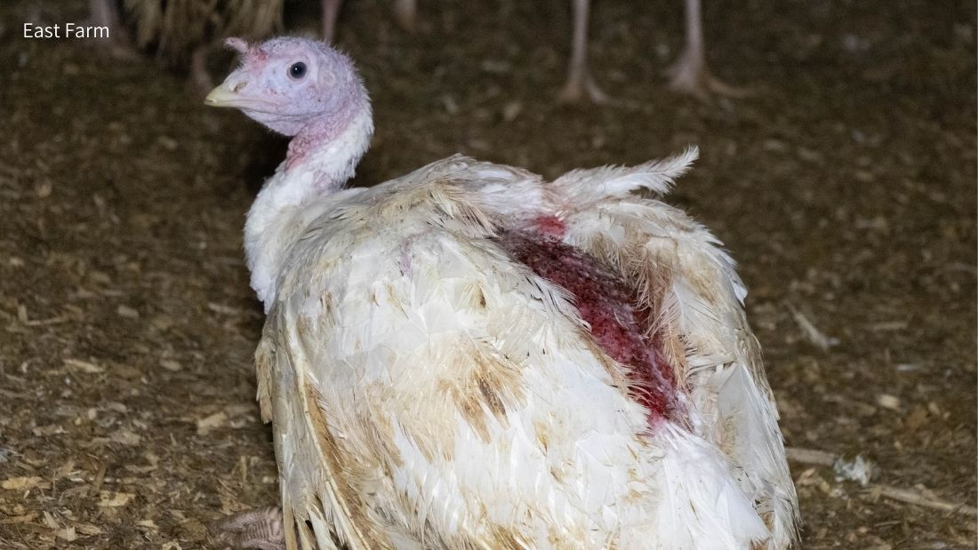 Feather pecked turkey at East Farm