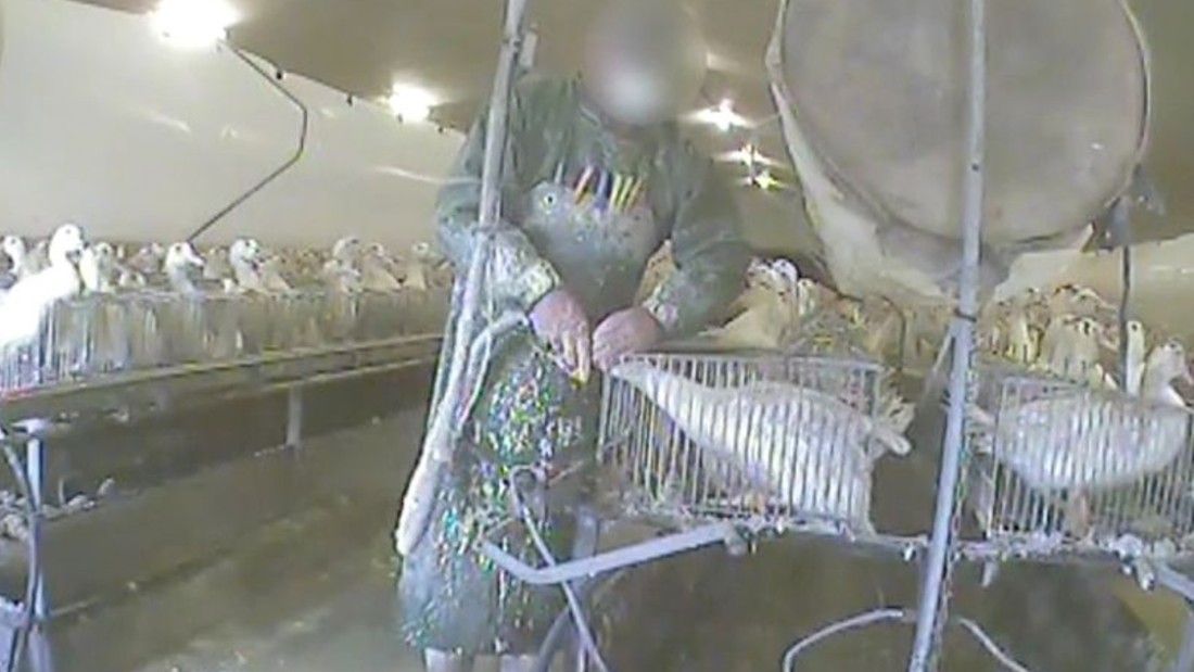 worker force feeding a duck at a foie gras farm