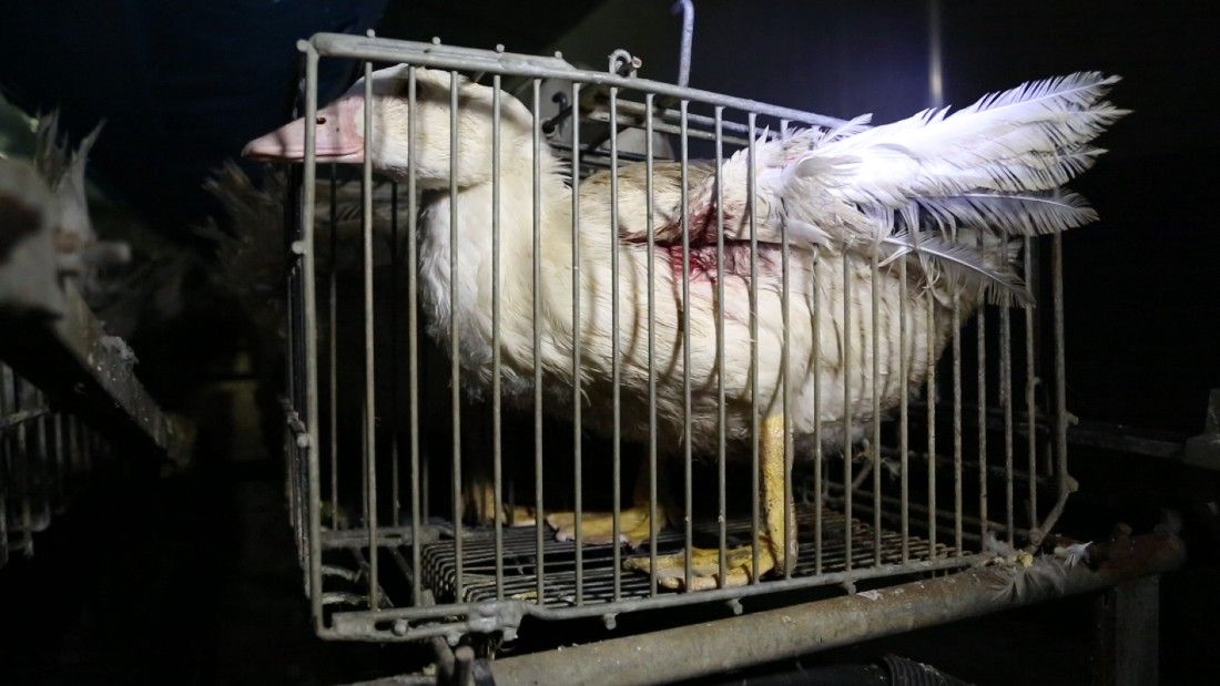 wounded duck in a cage