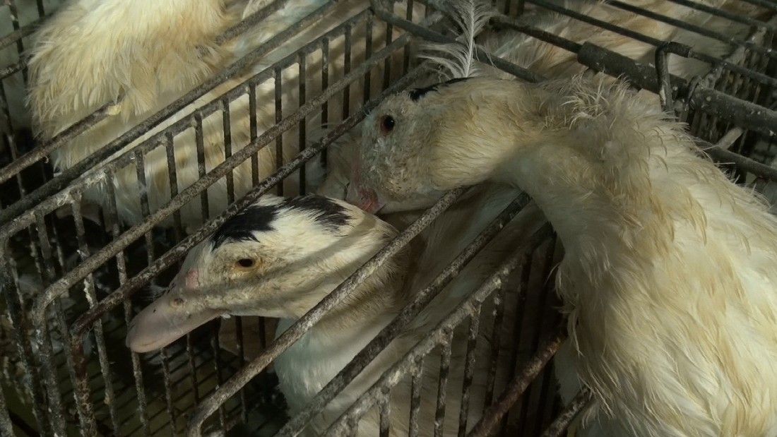 duck comforting another duck in a cage