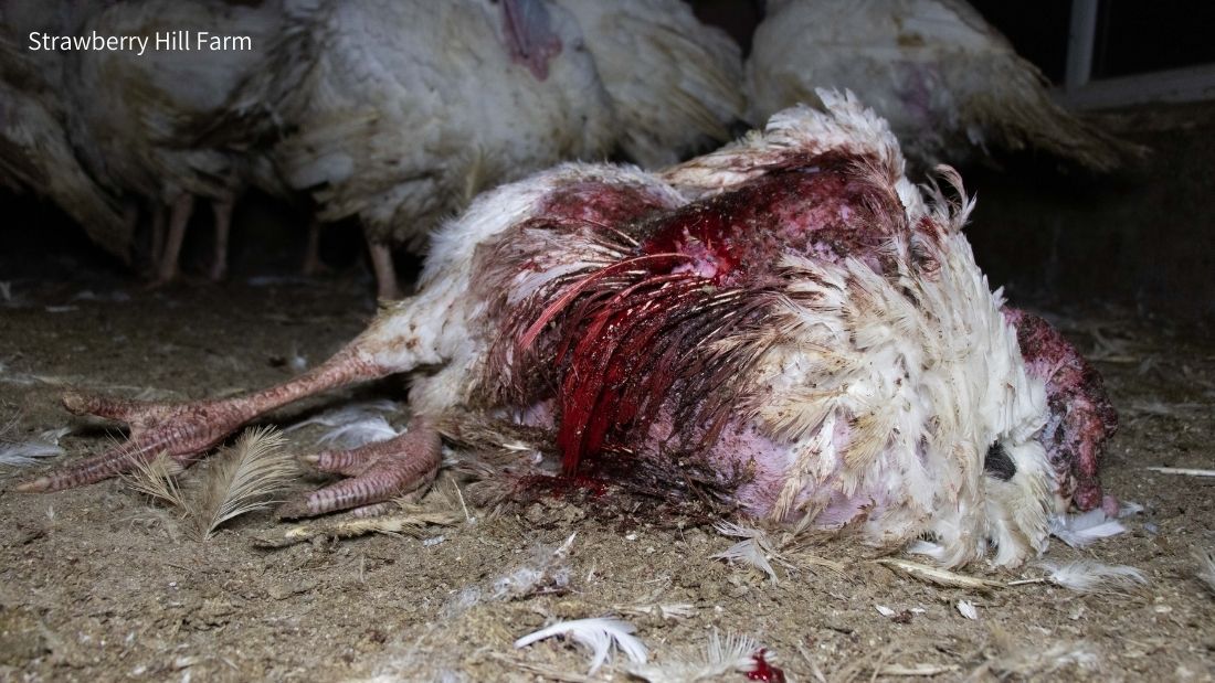 Feather pecked turkey at Strawberry Hill Farm