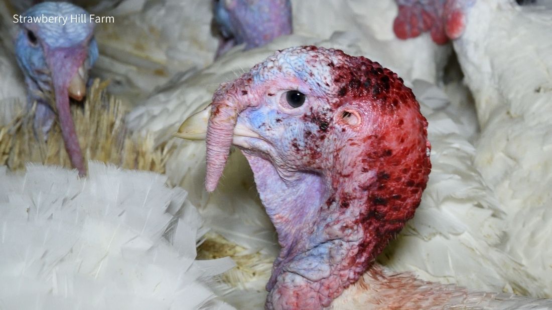 Severely pecked turkey at Strawberry Hill Farm