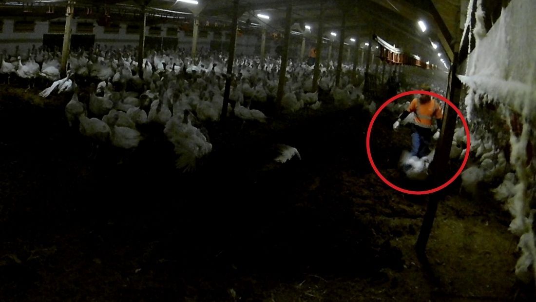 Worker kicking turkey at Strawberry Hill Farm