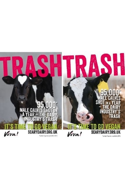 Examples of two of the trash posters with dairy calves on