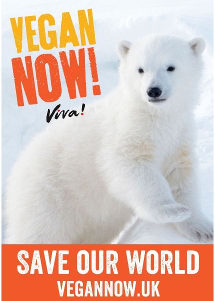 Vegan now poster with polar bear on the front